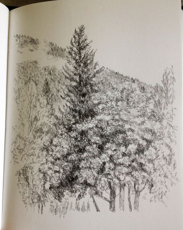 maple, alders, firs and Mt Macpherson 8.08.16